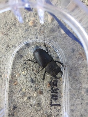 Lucanus mazama