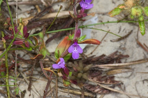 Tharp's rhododon (Rhododon angulatus)