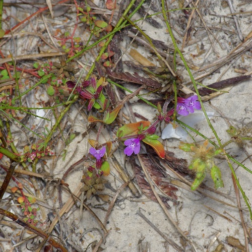 Image of Rhododon angulatus by (c) Michelle W. （鍾偉瑋）, some rights reserved (CC BY)
