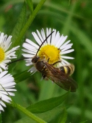 Campsomeriella annulata