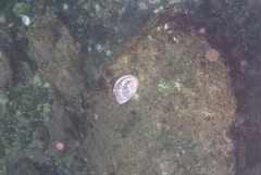 Haliotis coccoradiata