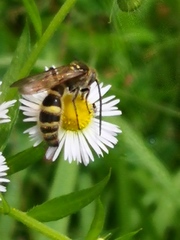 Campsomeriella annulata