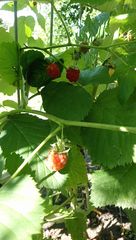 Rubus