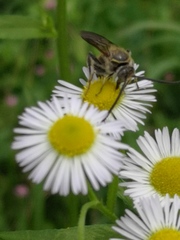 Campsomeriella annulata