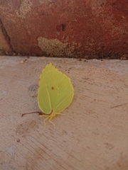 Gonepteryx cleopatra insularis
