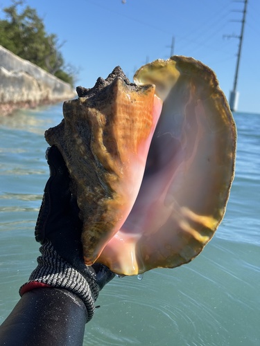 Queen Conch