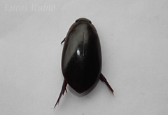 Megadytes glaucus