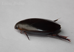 Megadytes glaucus