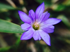 Gentiana arisanensis