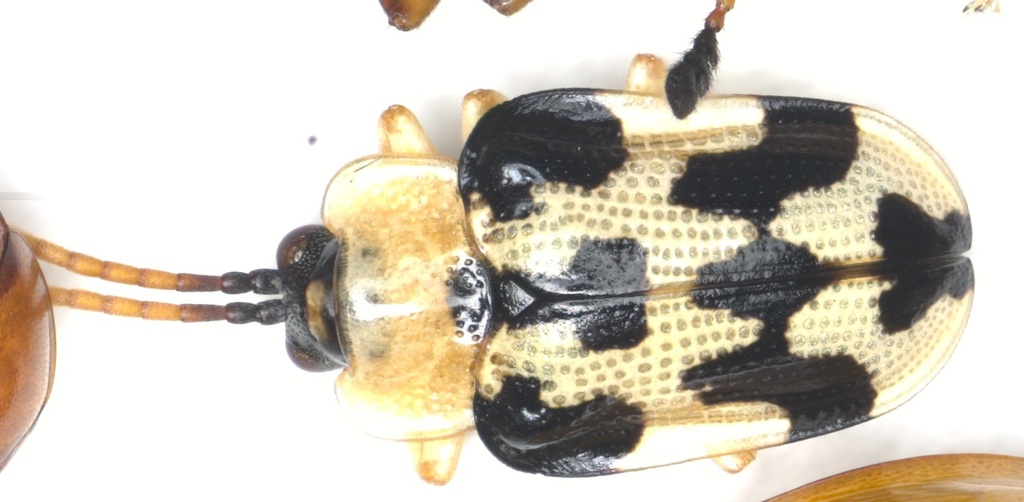 Aslamidium lescheni