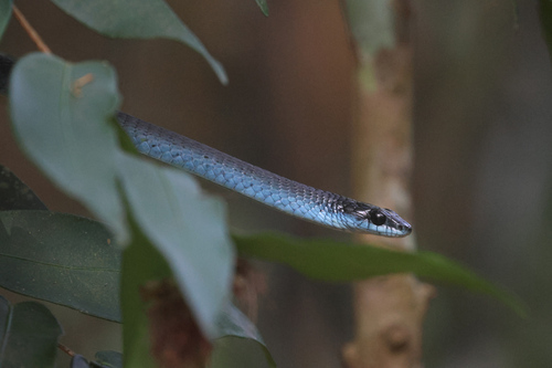 Common Tree Snake sighting