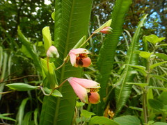 Alstroemeriaceae