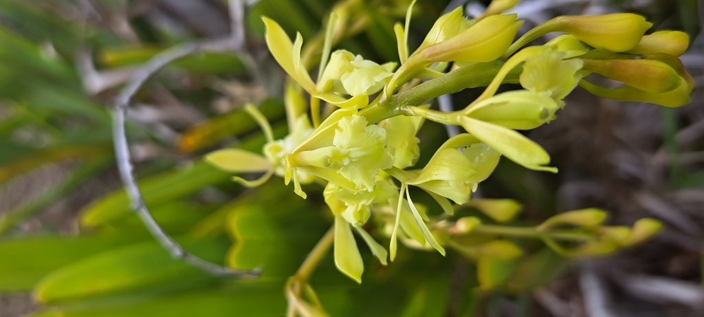 Epidendrum densifolium Kraenzl. 3