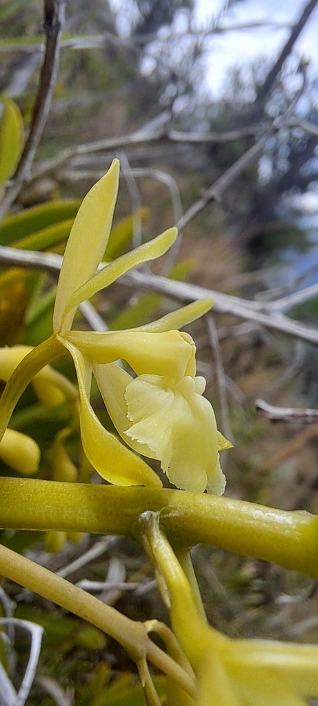 Epidendrum densifolium Kraenzl. 4