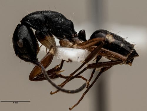 Camponotus klaesii