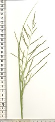 Eragrostis planiculmis