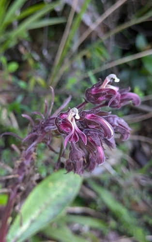 Robust Lobelia (Lobelia robusta)