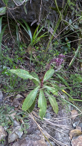 Image of Lobelia robusta by (c) Thibaud Aronson, some rights reserved (CC BY-SA)