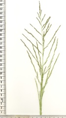 Eragrostis planiculmis
