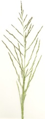 Eragrostis planiculmis
