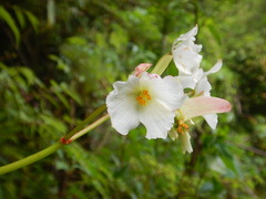 Begoniaceae