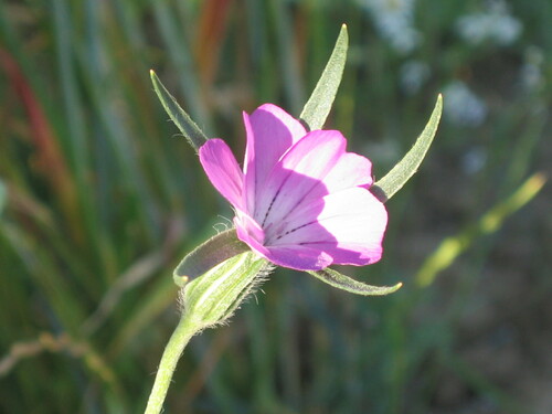 Agrostemma githago