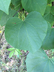 Cercis canadensis canadensis