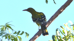 Oriolus flavocinctus