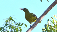 Oriolus flavocinctus