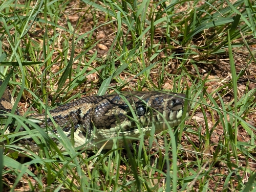 Coastal Carpet Python sighting