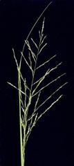 Eragrostis planiculmis