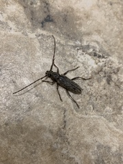 Elaphidion mucronatum