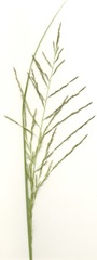 Eragrostis planiculmis