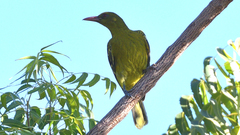 Oriolus flavocinctus
