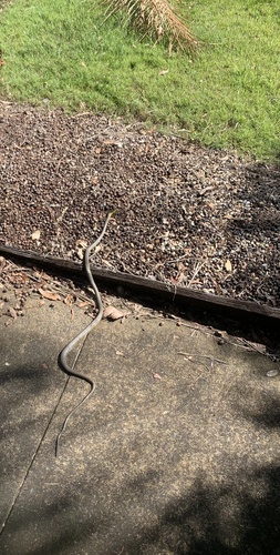 Common Tree Snake sighting