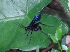 Leptodialepis bipartitus