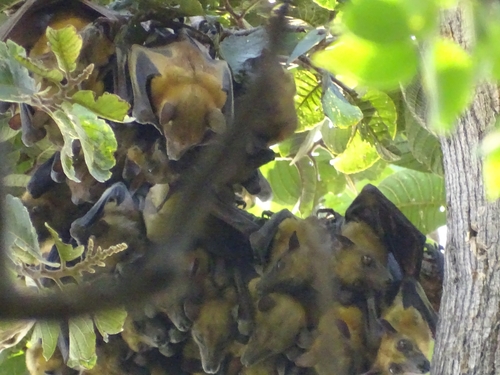 Straw-coloured Fruit Bat