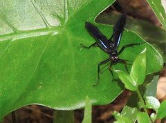 Leptodialepis bipartitus