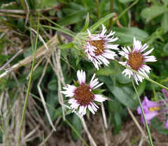 Erigeron alpinus