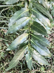 Kraussia floribunda