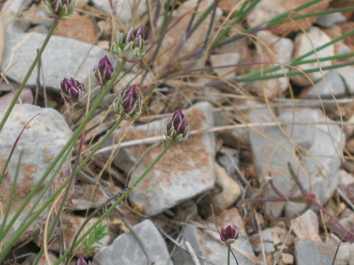 Image of Allium junceum by (c) zebedeugalinha, some rights reserved (CC BY)