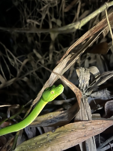 Southern Green Python sighting