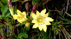 Gentiana scabrida