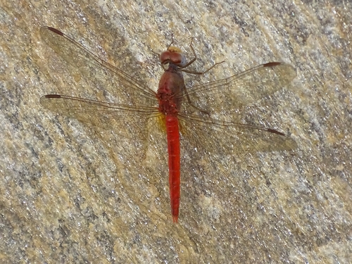 Rock Scarlet