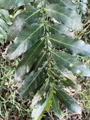 Kraussia floribunda