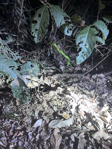 Southern Green Python sighting