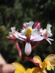 Epidendrum secundum