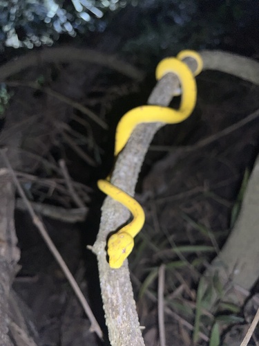 Southern Green Python sighting