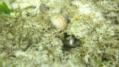 Gymnothorax griseus
