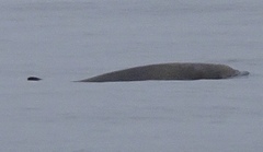Ziphius cavirostris